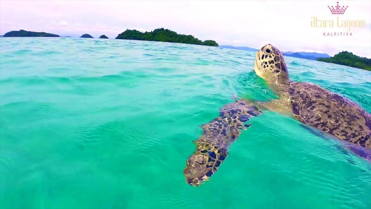 Atara Lagoon 칼피티야 외부 사진
